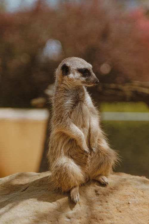 Close up of Sitting Meerkat