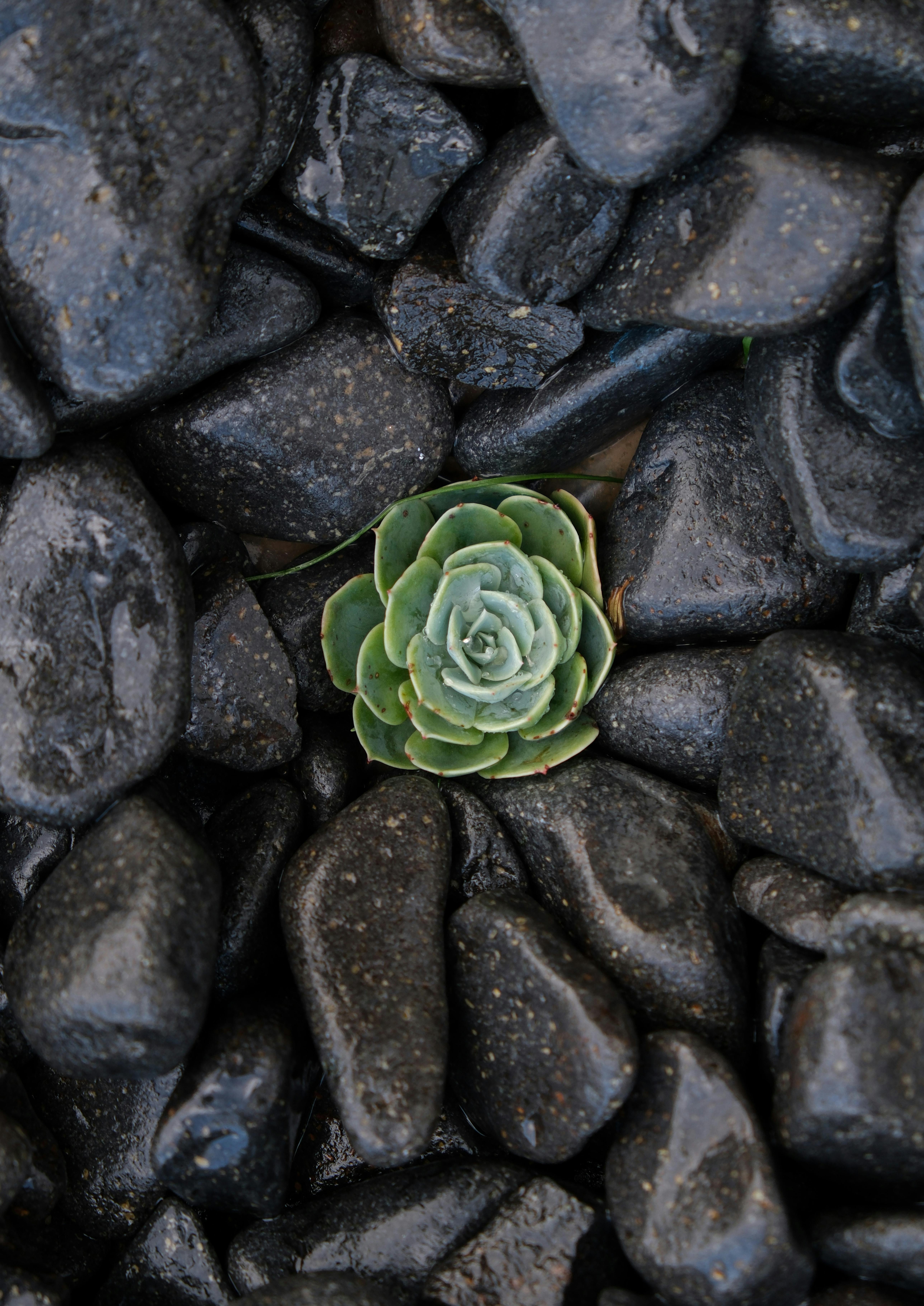 Succulent Plant Growing between Rocks · Free Stock Photo