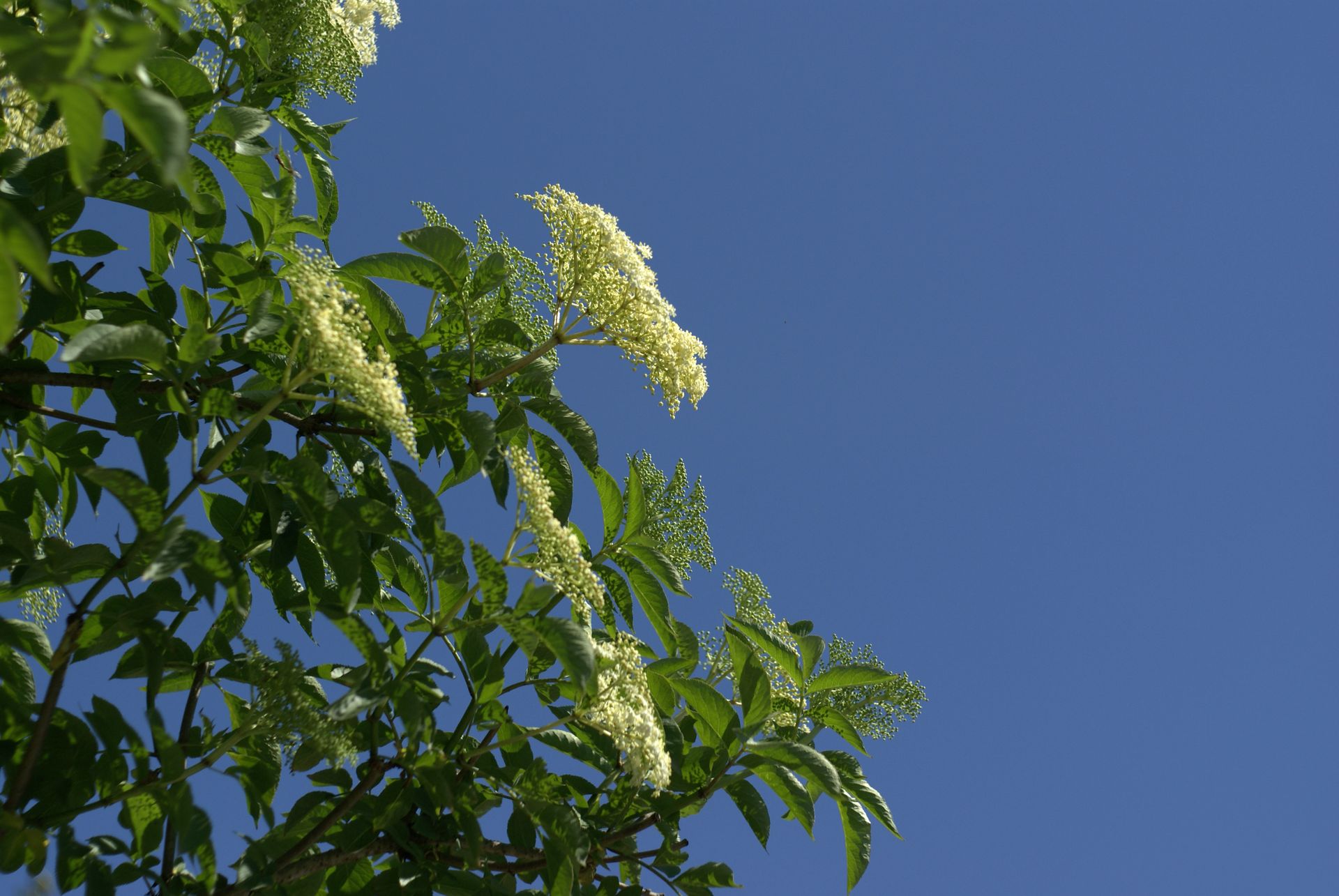 Beautiful elderflower branches with lush green leaves set against a vivid blue sky, capturing the essence of summer.