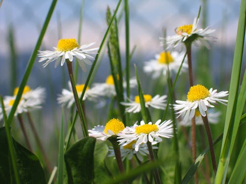 A field of daisies with white and yellow flowers