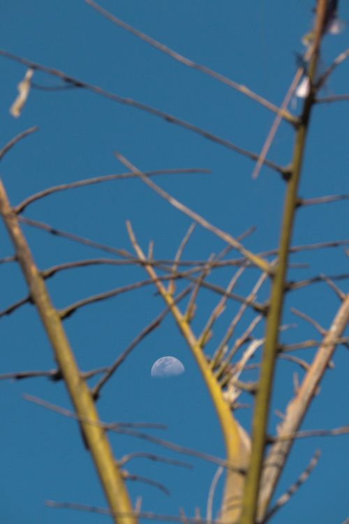 Free A serene view of the moon framed by tree branches against a clear blue sky in Mumbai. Stock Photo