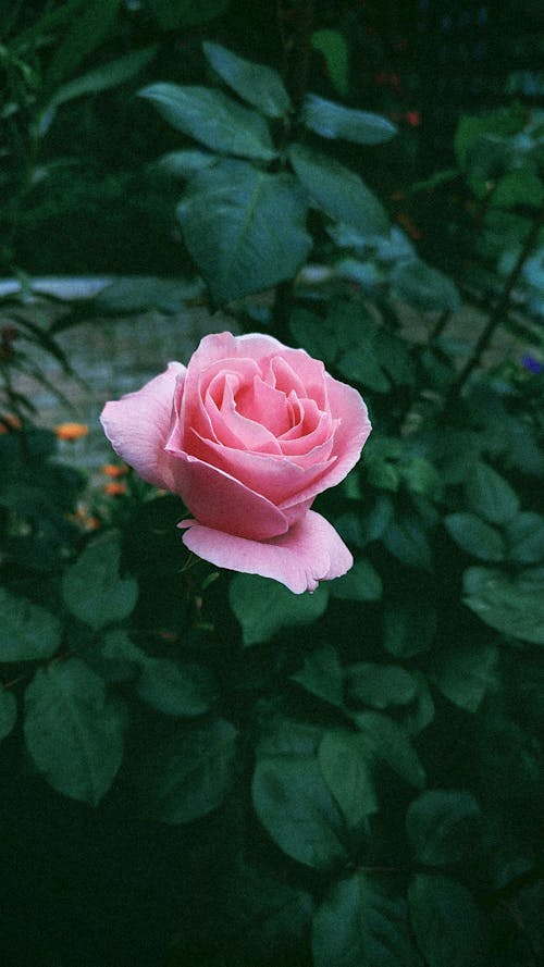 A Pink Rose in the Garden 