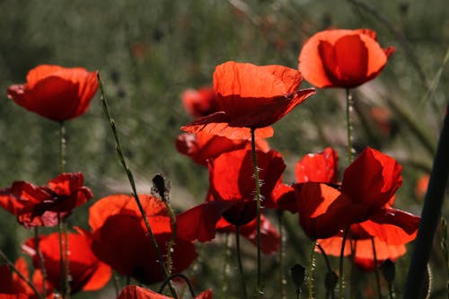 Red Poppies Growing in Field