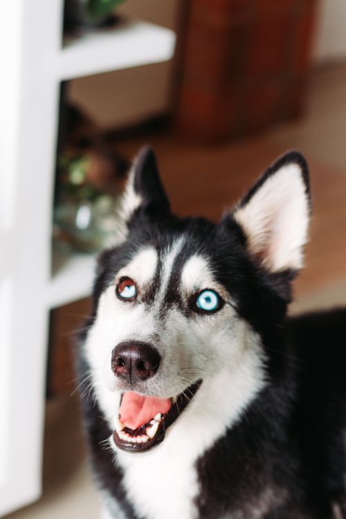 Free Portrait of a happy Siberian Husky with heterochromia, indoors, looking cheerful. Stock Photo