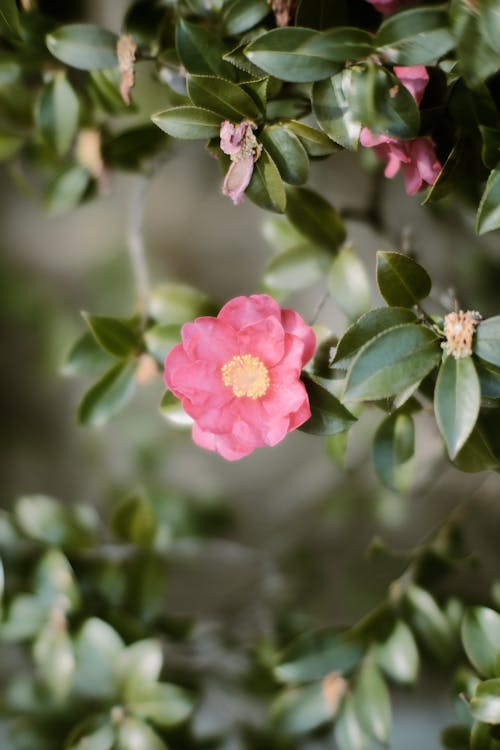 Close-up of a Pink Sasanqua Camellia Flower on the Shrub