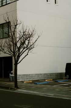 Quiet urban scene with a bare tree and an empty parking lot next to a building.