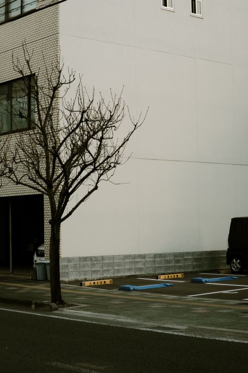 Free Quiet urban scene with a bare tree and an empty parking lot next to a building. Stock Photo