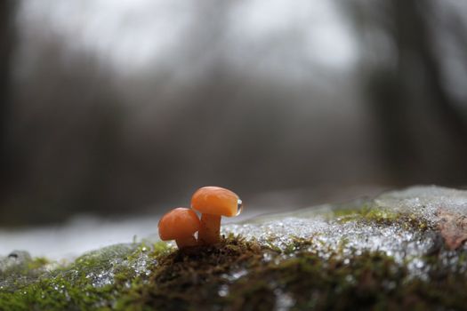Flammulina velutipes in the winter forest
