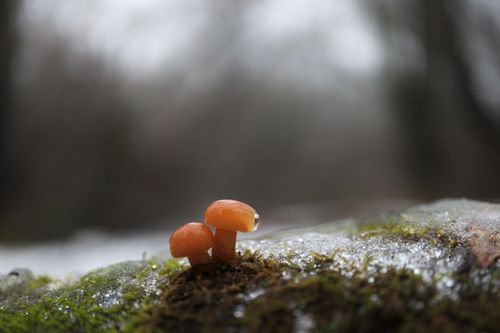 Flammulina growing on a mossy forest floor