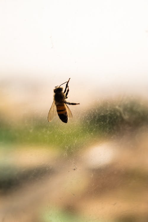 Darmowe zdjęcie z galerii z fotografia owadów, miłośnik przyrody, zimowy dzień
