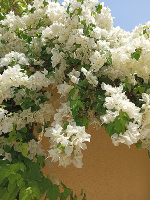 A Branch of White Flowers