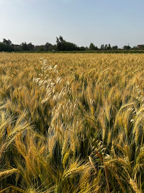 Foto profissional grátis de abundância, agricultura, amarelo