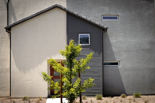 A Shrub in front of a Modern House 