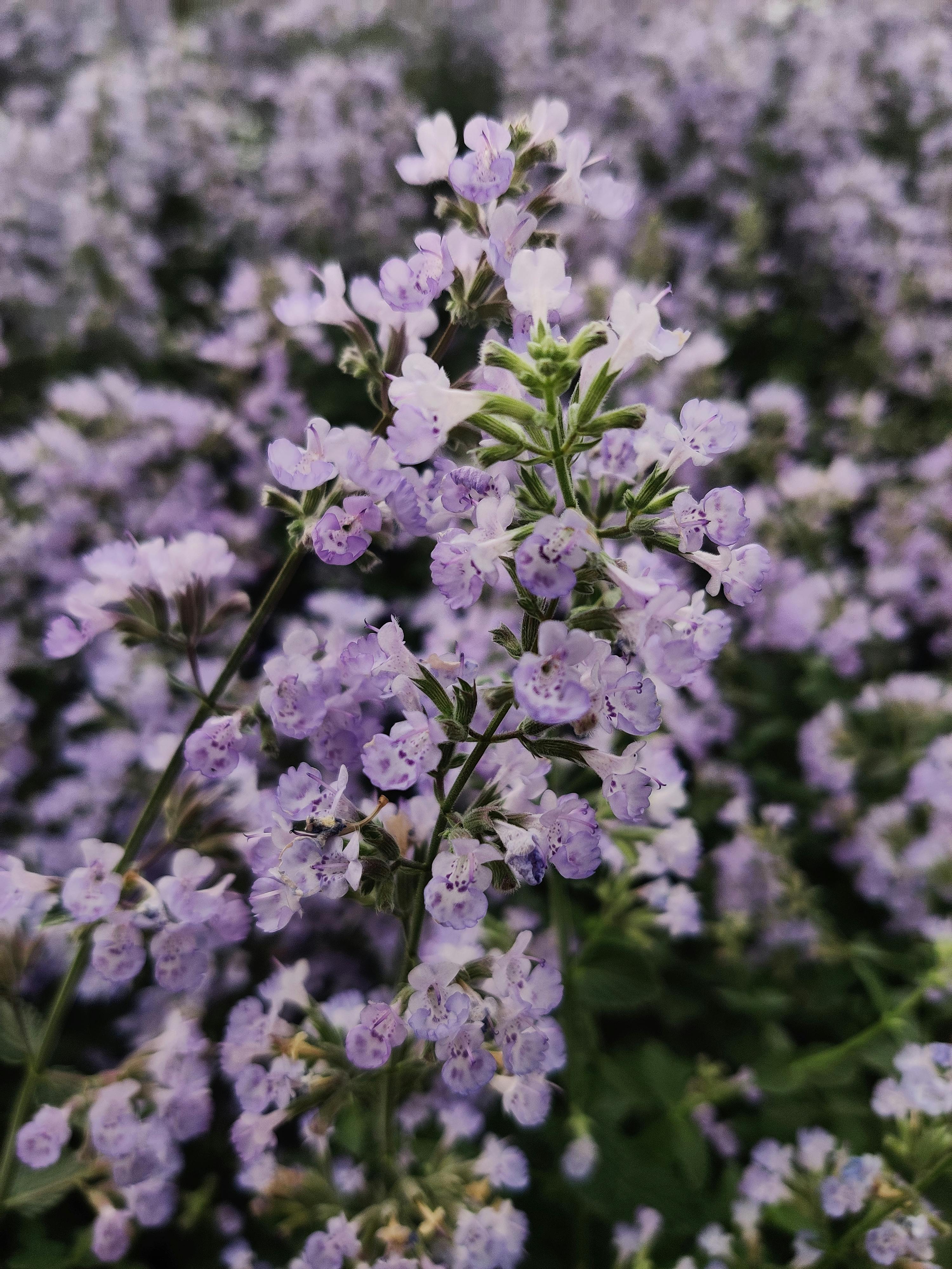 Free A Branch of Catnip Flowers Stock Photo