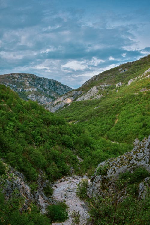 Landscape of Rocky Mountains Covered in Plants 