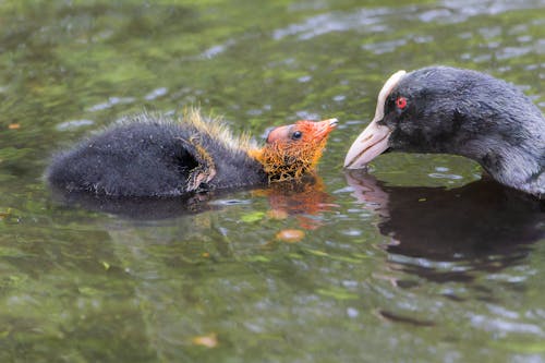 Duck and Duckling in Water