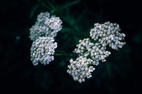 Foto d'estoc gratuïta de blanc, enfocament selectiu, flors