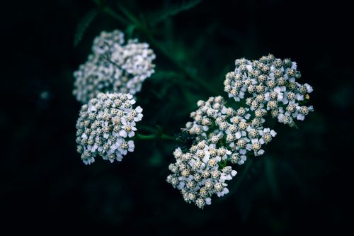 Free Delicate white yarrow flowers captured in a moody, soft-focus style. Stock Photo