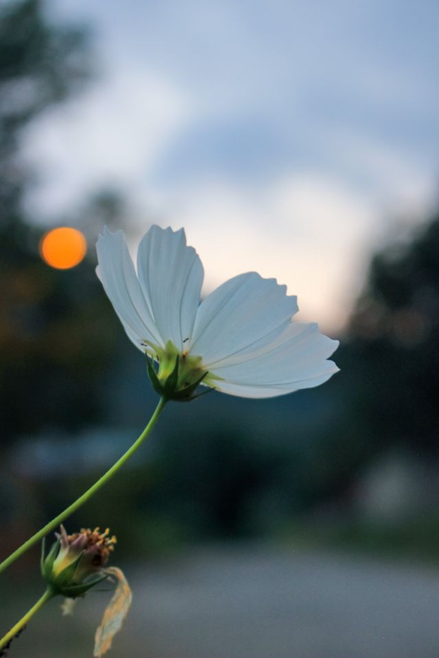 A white cosmos flower against a soft twilight sky — photo by Ebru DOGAN on Pexels