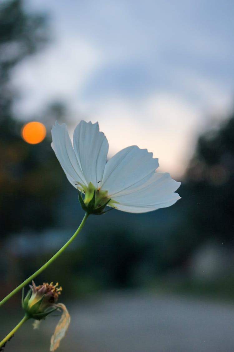 Close Up Of White Flower