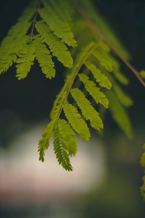 A Branch of Fern