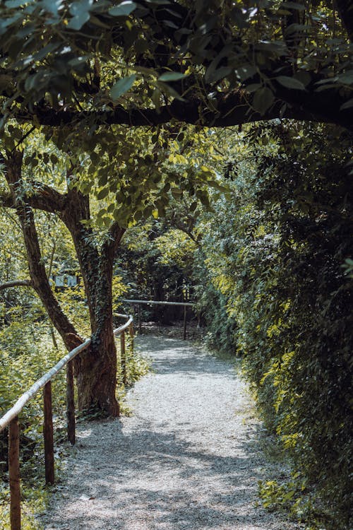 Imagine de stoc gratuită din arbori de pădure, aura, aventador