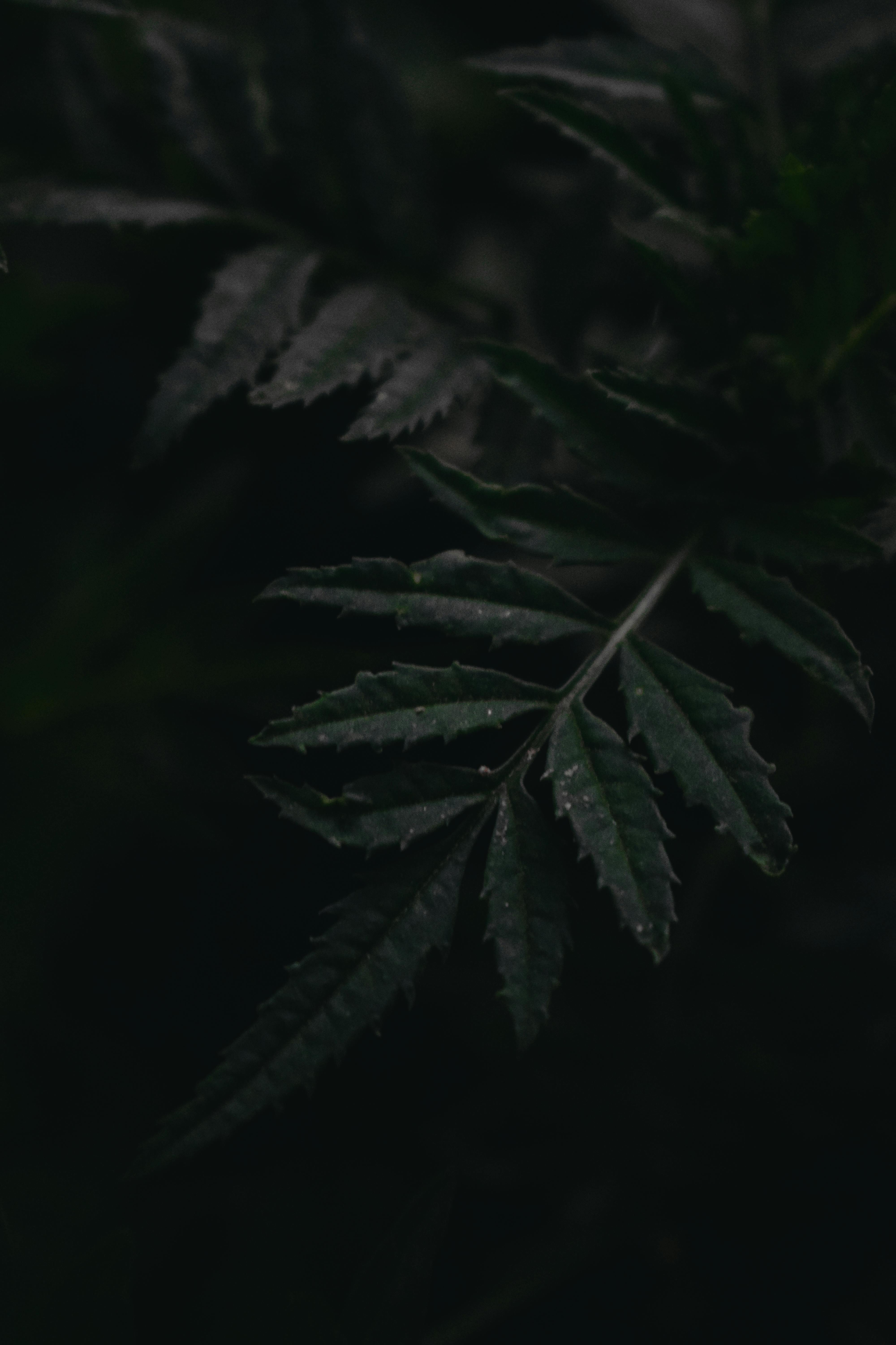 無料 bitki, アースカラー, オーガニックの無料の写真素材 写真素材