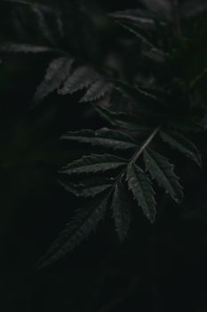 Image by Bade Saba