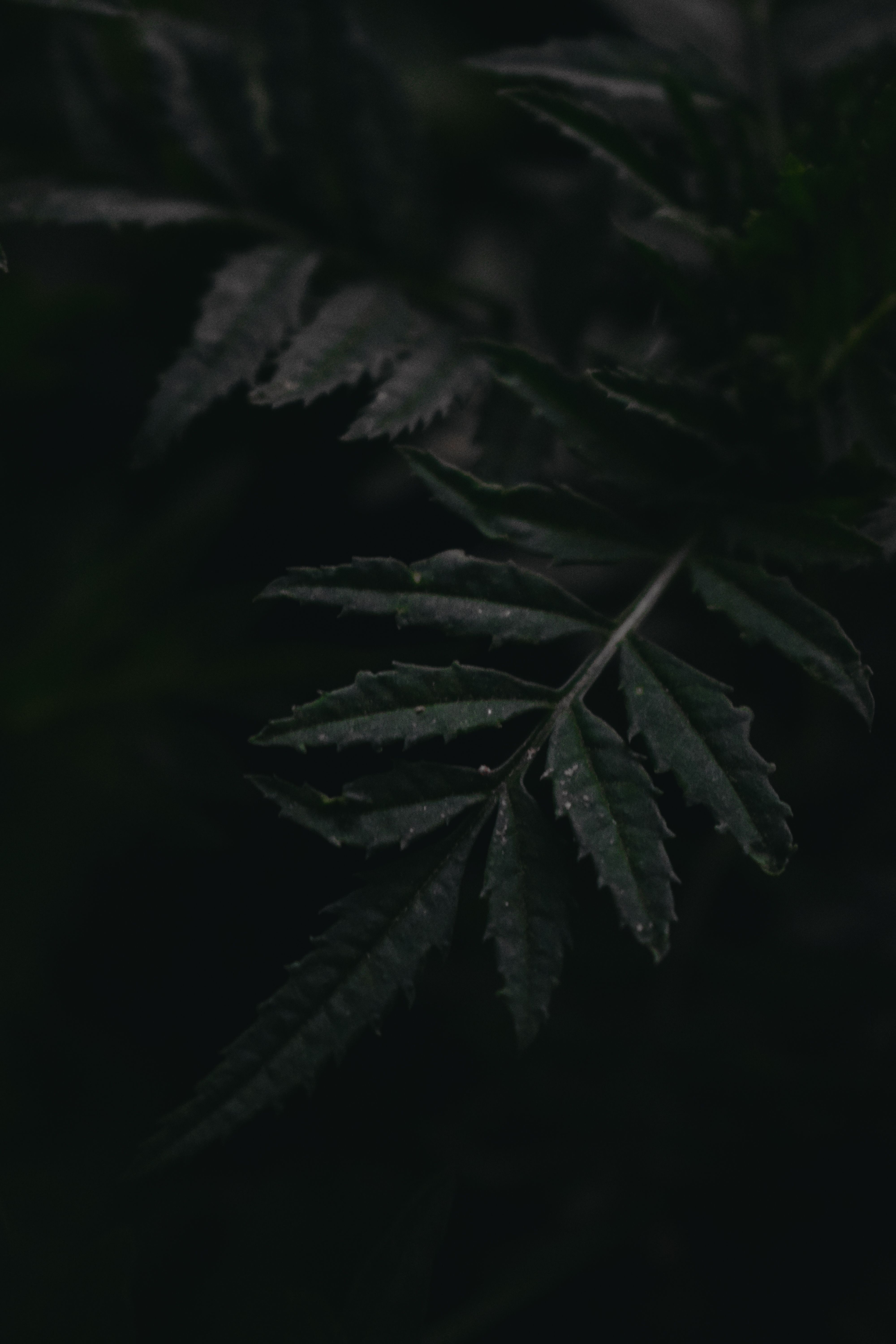 Dark Green Academia Photos, Download The BEST Free Dark Green Academia ...