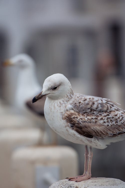 Foto profissional grátis de à beira-mar, animais, animais selvagens