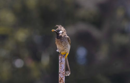 Bulbul Bird in Nature