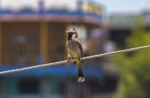 Bulbul Perching on Wire