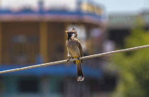 Základová fotografie zdarma na téma bulbul, drát, fotografie divoké přírody