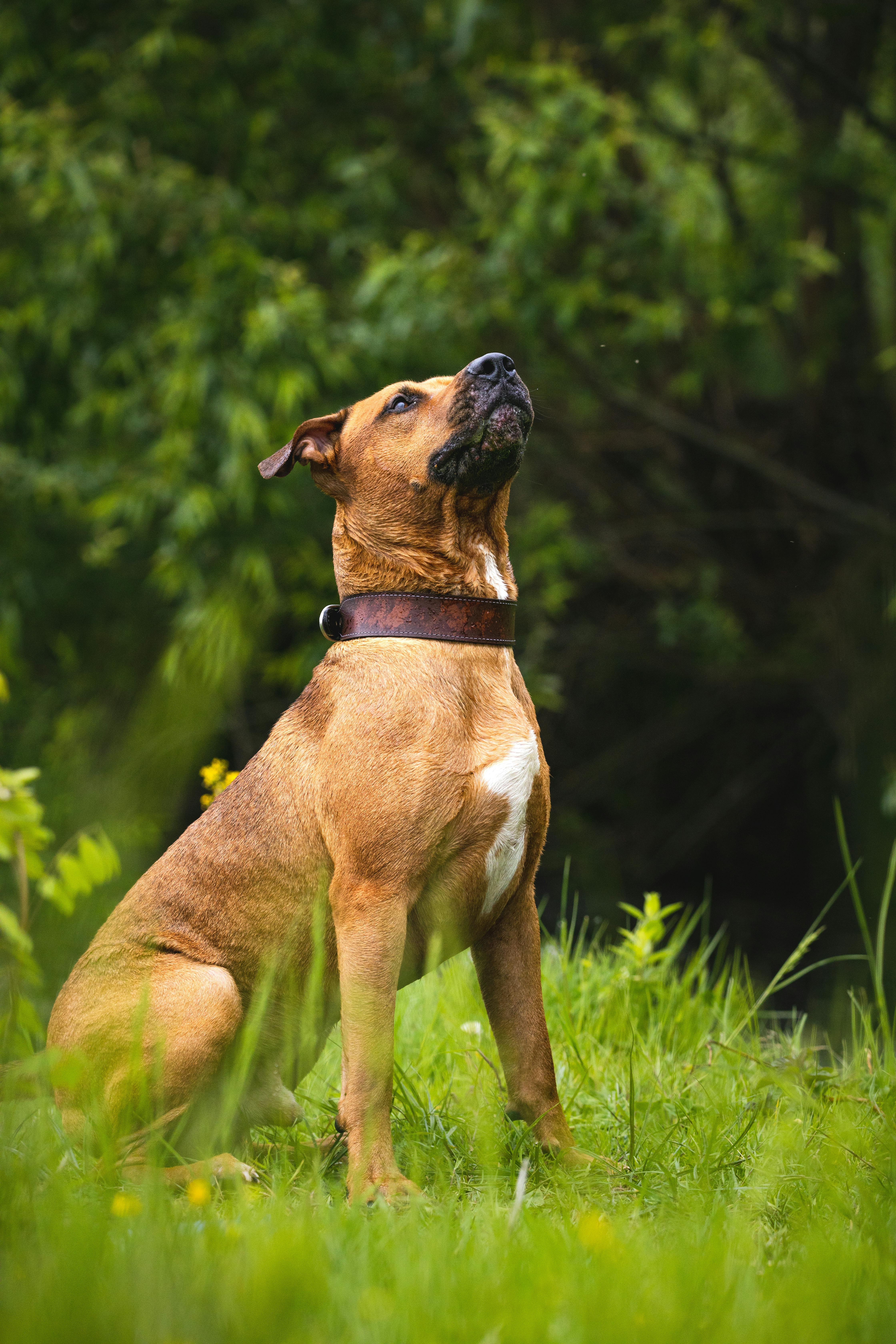 Pit Bull Sitting on Grass · Free Stock Photo