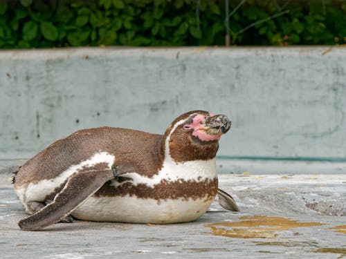 Close-up of a Humboldt Penguin in the Zoo 