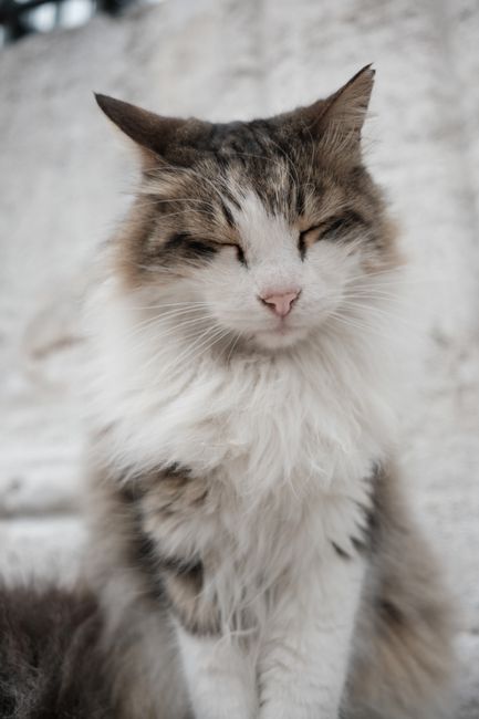 A fluffy cat enjoys a moment of tranquility with eyes closed in an outdoor setting.
