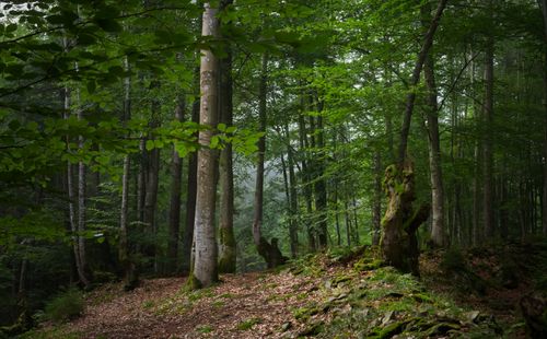Free Explore a serene forest scene with tall trees and lush green foliage, perfect for nature lovers. Stock Photo