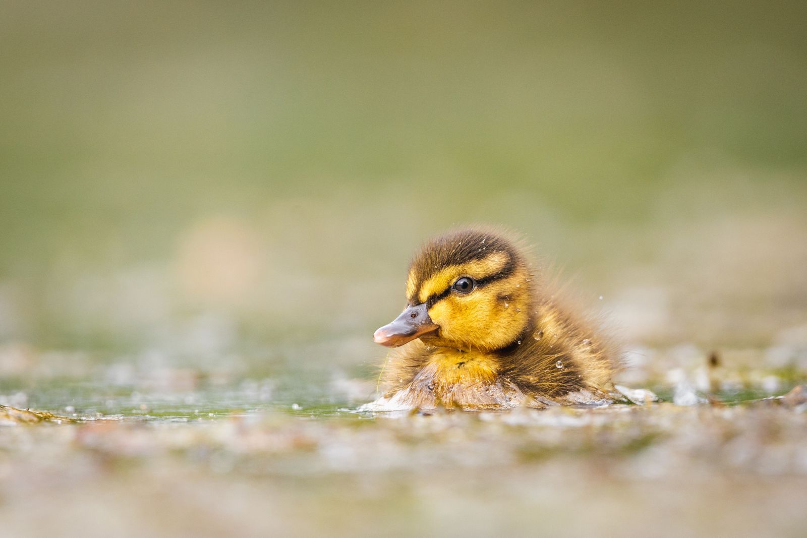 Ducklings Loading Photography of Ducklings at Green Grass Field during Daytime · Free ...