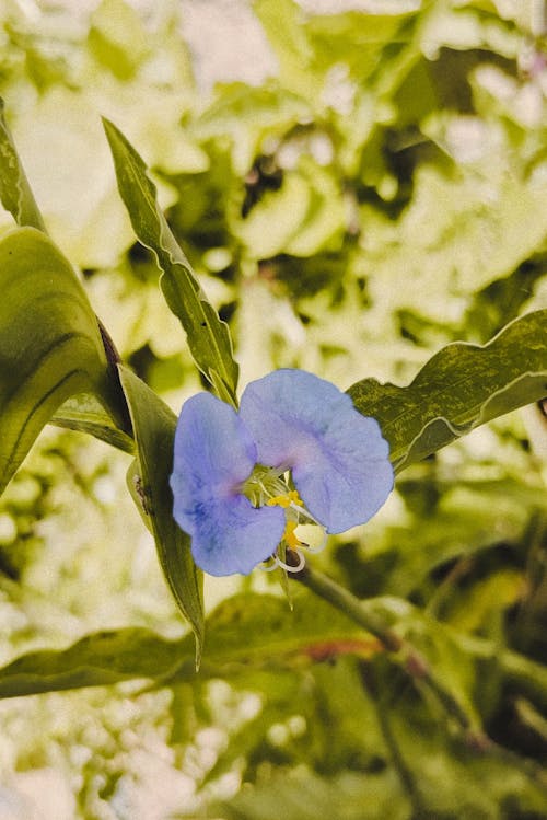 Close up of Blue Flower