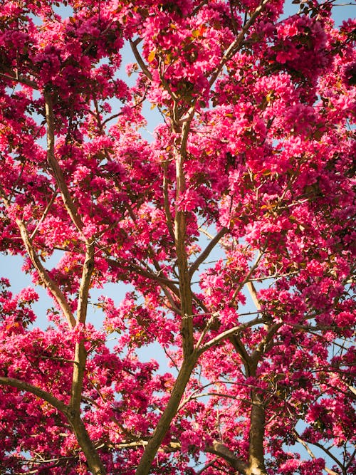 Pink Flowers on Tree Branches
