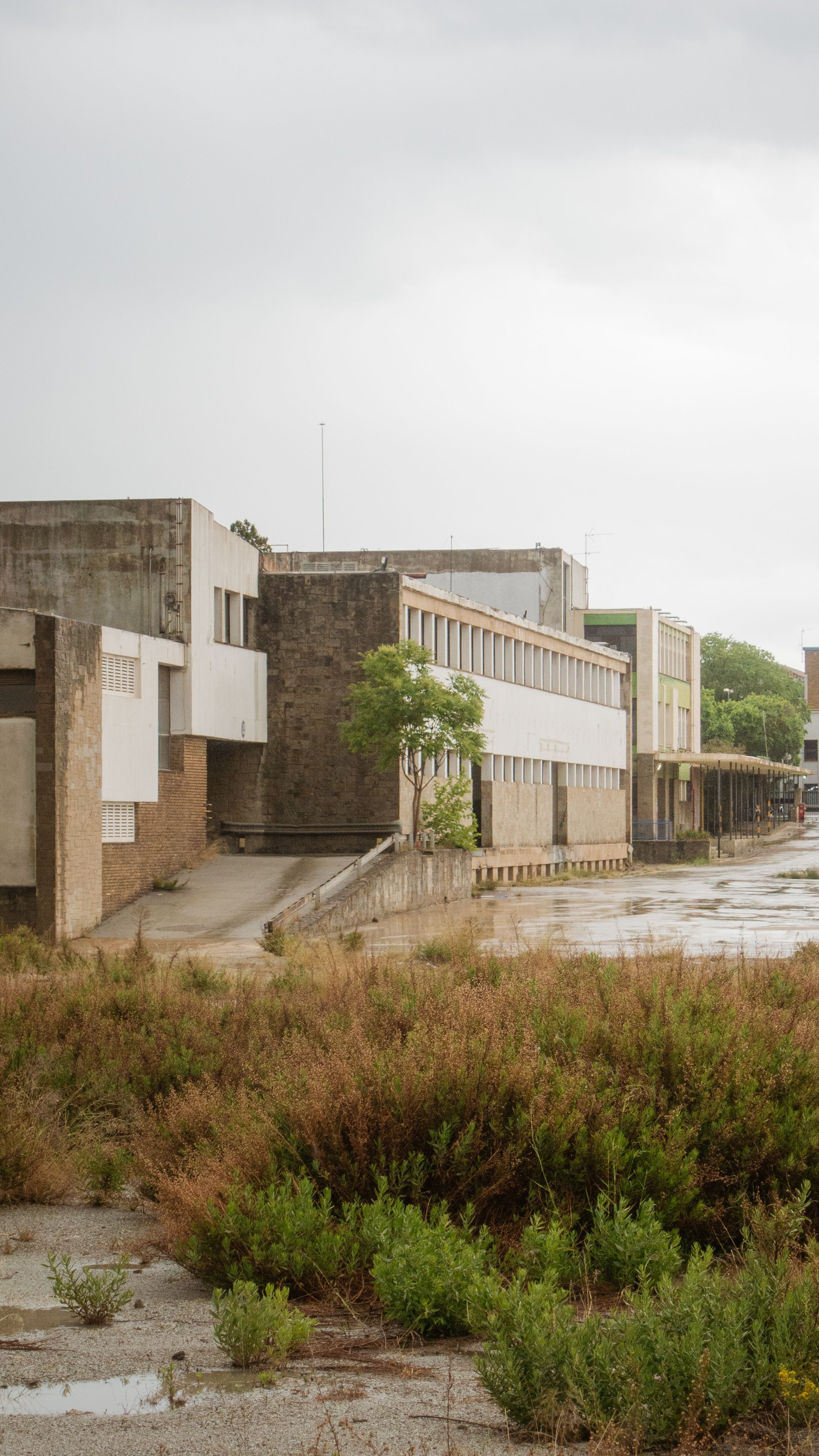 Deserted industrial buildings amidst wild vegetation on an overcast day, displaying urban decay.