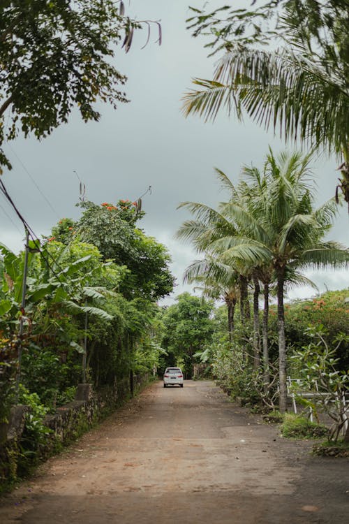 旅行, 景觀, 棕櫚樹 的 免費圖庫相片
