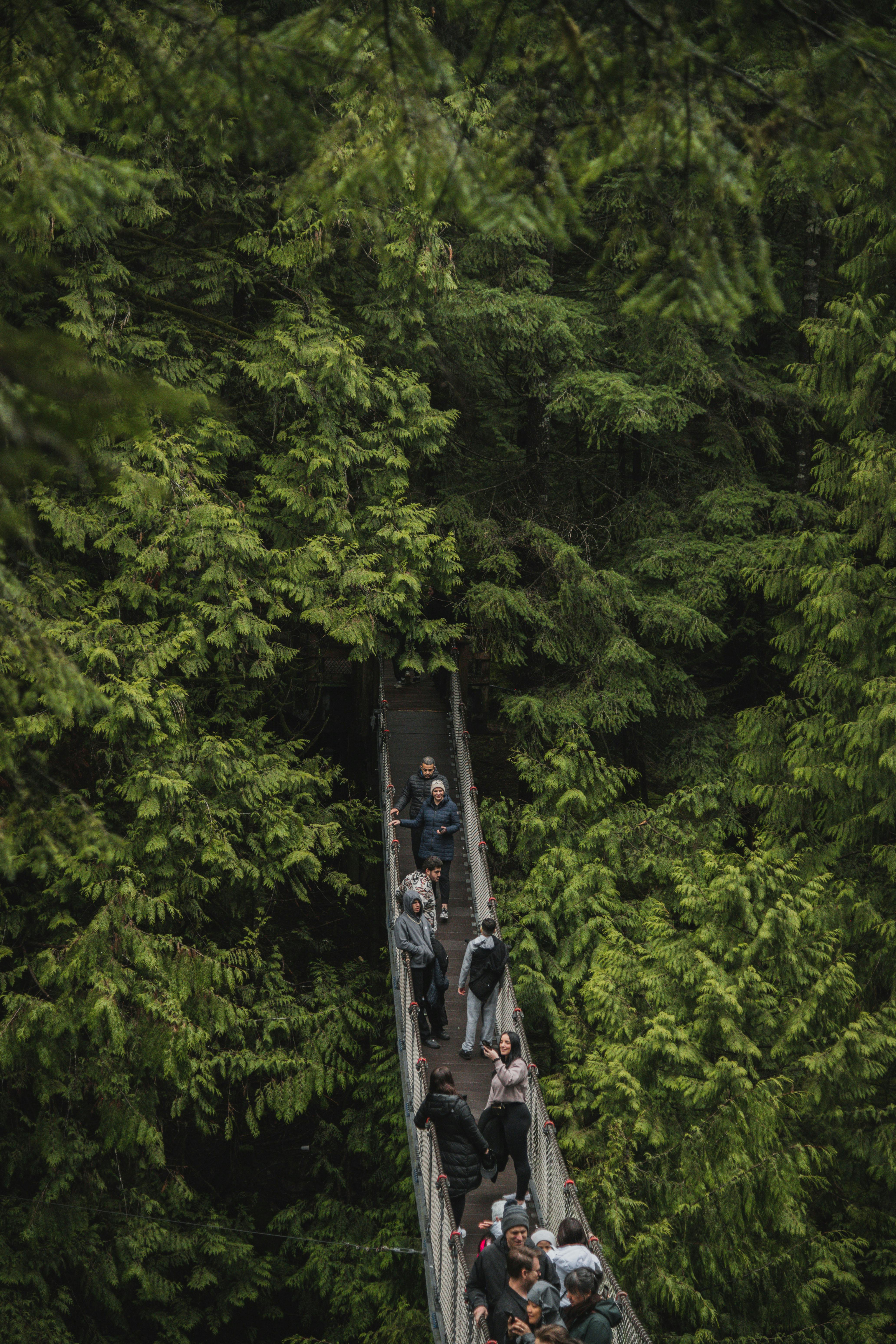 People walking on a forest suspension bridge in Coquitlam, BC.
