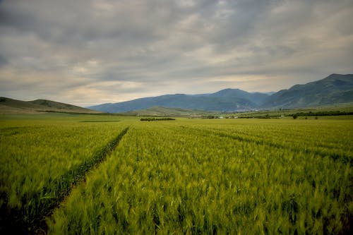 平原, 灰濛蒙, 田 的 免費圖庫相片