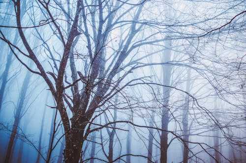 Fog over Bare Trees in Forest