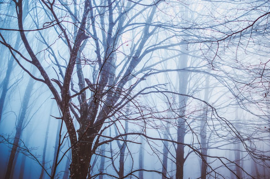 Enchanting foggy forest scene in Sorrento, capturing nature's mystery and tranquility.