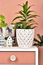 Green-leafed Plant on White Pot