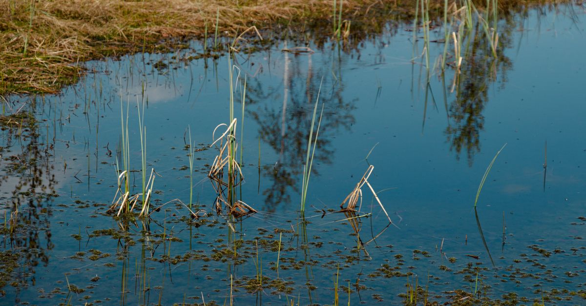 Tall Rushes Close up of Rushes in Water · Free Stock Photo