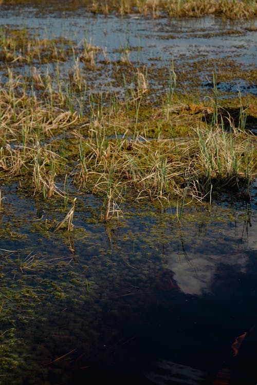 Rushes on Lake Water