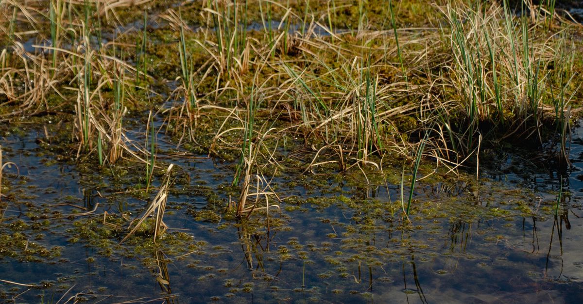Lake Rushes Rushes on Lake Water · Free Stock Photo